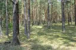 Nauji afrikinio kiaulių maro atvejai - Stakliškių ir Nemunaičio seniūnijose