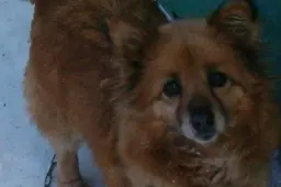 Iš gyvūnų prieglaudos Putinuose dingo Širšė