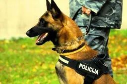 Alytaus policijos šunio Enzo laimikis – kanapės