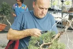Japoniško sodo vizija pamažu blėsta