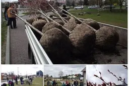 20-metį švenčiančios „Maristikos“ dovana gimtam Alytui - 20 sakurų