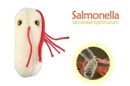 Iškylos į gamtą: pagrindinės apsinuodijimų maistu kaltininkės – Salmonella bakterijos - sukeliančios susirgimą salmonelioze