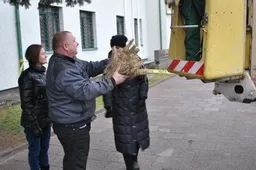 Populiarėja originali Kalėdų eglučių puošyba