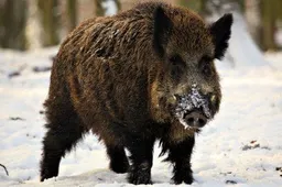 Alytaus rajone afrikinio kiaulių maro mažėja, paukščių gripas - negresia