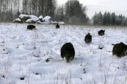 Statybininkų gatvėje, pėsčiųjų perėjoje - dar vienas partrenktas pėsčiasis. Nukentėjo dešimtmetis