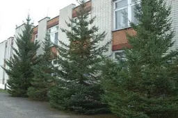 Lazdijų pasieniečių dovanotos eglės – Alytaus vaikams (nuotraukos)