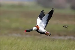 Žuvinto rezervatas – UNESCO biosferos rezervatų sąraše