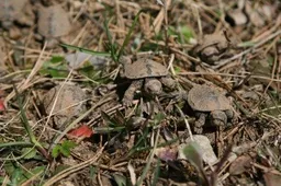 Permaininga žiema pražudė balinių vėžlių jauniklius