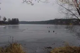 Kraupi šeimos tragedija Veisiejuose (VIDEO)