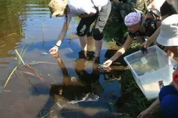 Išgyvena vos vienas iš šimto vėžlių jauniklių. Į Dzūkijos balas - iš zoologijos sodo inkubatoriaus