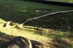 Manoma, kad Alytaus rajono gyventoją mirtinai sužalojo jautis