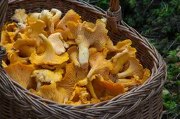 Daug diskusijų kėlusios grybavimo taisyklės panaikintos