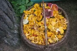 „Prigrybavo“ apie tris tonas voveraičių...