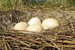 Pirmieji kiaušiniai Žuvinto paukščių lizduose - pilkųjų žąsų