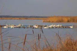 Žuvintas ir kiti seklieji ežerai - sukaustyti ledo