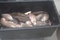 Valstybiniuose žuvininkystės tvenkiniuose apsilankė naktiniai „svečiai“