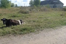 Suluošintą karvę rado prie žvyrkelio