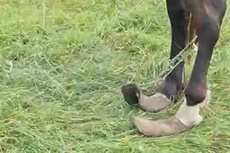 Alytaus rajone esančiame ūkyje VMVT aptiko neprižiūrėtus arklius ir prastomis sąlygomis laikomus šunis