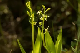 Mūsų krašto orchidėja auga Aukštadvario regioniniame parke