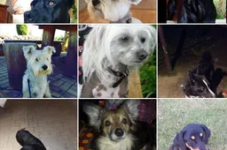 Beglobiai gyvūnai Alytuje bus ženklinami lapkričio mėnesį