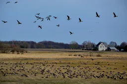 Prie Dusios ir Metelio – paukščių palydas stebėti