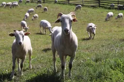 Vilkai pjauna avis, jas saugo ne visi ūkininkai