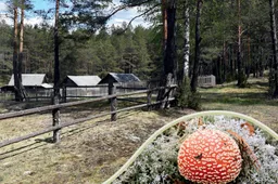 „Dzūkų kalendoriaus 2021“ tema – grybai