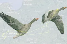 Pirmieji pavasario šaukliai – jau Žuvinte