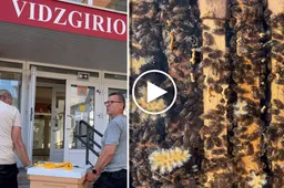 Ant Vidzgirio progimnazijos stogo apsigyveno keli šimtai tūkstančių bičių