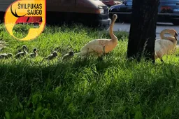 „Švilpukas saugo“: apsaugai nuo susidūrimų su laukiniais gyvūnais skirta akcija vykdoma ir Alytaus apskrityje