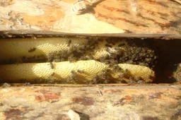 Dzūkai siekia išsaugoti autentiškąją tamsiąją bitę