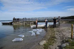 Ežerai įžuvinti tūkstančiais šamų