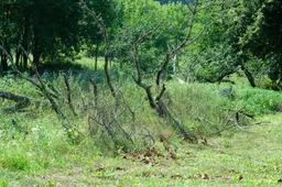 Iki birželio 10 d. susitvarkykime apleistus ir nešienaujamus sklypus