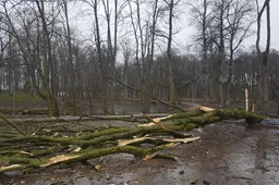 Audra šimtamečius medžius vartė Dzūkijoje