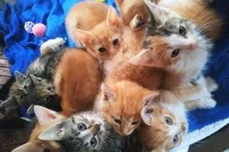 Ką procentais parėmė Alytaus miesto ir apskrities gyventojai