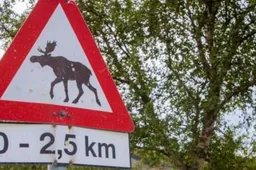 Šalikelyje – negyvas briedžio jauniklis