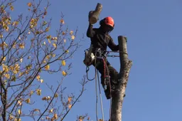 Kada galima genėti, kirsti medžius, o kada leidimai šiems darbams neišduodami?