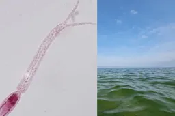 Maudymąsi dzūkų jūroje teks primiršti: daugumai vaikų ir kai kuriems suaugusiems pasireiškė odos niežulys