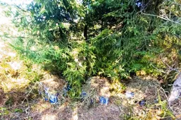 Baravykais pasigirti šiemet negalime, bet yra, kas miškuose „dygsta“ gausiai