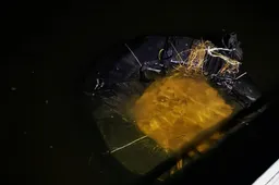 Siunta plaukė automobilio rato kameroje