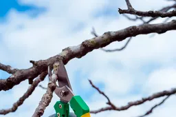 Savivaldybė informuoja: kada reikalingas leidimas medžiams kirsti ir genėti