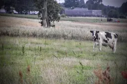 Kodėl pandemijos metu už tiekiamą pieną Lietuvoje ūkiams mokama vis mažiau?