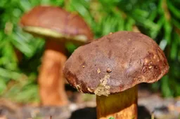 Gamtos keistenybė: dzūkai tebegrybauja ir po Vėlinių