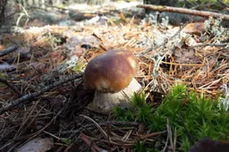 Šimtmečio grybų šventė Varėnoje – paskutinį rugsėjo šeštadienį