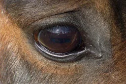 Šventežerio seniūnijos ūkininkas įpareigotas mažinti laikomų arklių skaičių