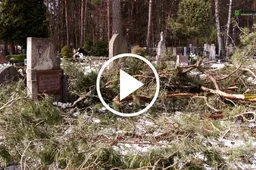 Antkapius varčiusius medžius šalina Alytaus kapinių tvarkymo konkursą laimėjusi įmonė