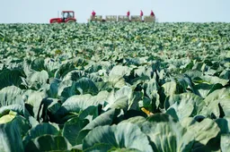Ūkininkus pasieks klimatui, aplinkai ir gyvūnų gerovei naudingų sistemų išmokų avansai