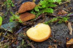 Žuvinto rezervate – Lietuvoje anksčiau nerasti grybai