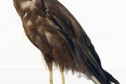 Pareigūnai nustatė saugomo paukščio iškamšą neteisėtai pardavinėjusį vyrą