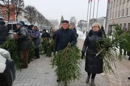 Vietos, kur dalins eglių šakas